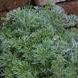 Artemisia absinthium: Bild 3/8