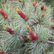 Pinus pumila 'Glauca': Bild 3/4