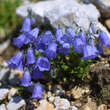 Campanula cochleariifolia 'Bavaria Blue': Bild 1/1