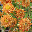 Chrysanthemum indicum 'Raubritter': Bild 1/1