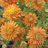 Chrysanthemum indicum 'Raubritter' - Herbstchrysantheme