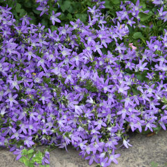 Campanula garganica 'Blue Diamond'