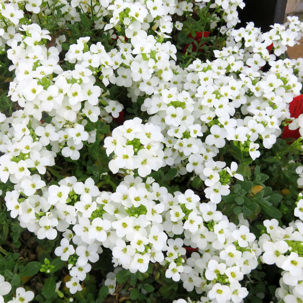 Gänsekresse Arabis caucasica 'Schneehaube' weiß