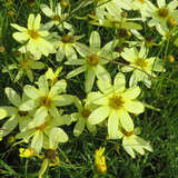 Coreopsis verticillata 'Moonbeam' - Mädchenauge