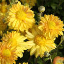 Chrysanthemum indicum 'Goldmarianne' - Herbstchrysantheme