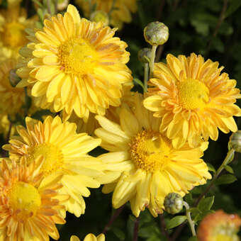 Chrysanthemum indicum 'Goldmarianne'