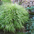 Hakonechloa macra 'Albostriata': Bild 7/7