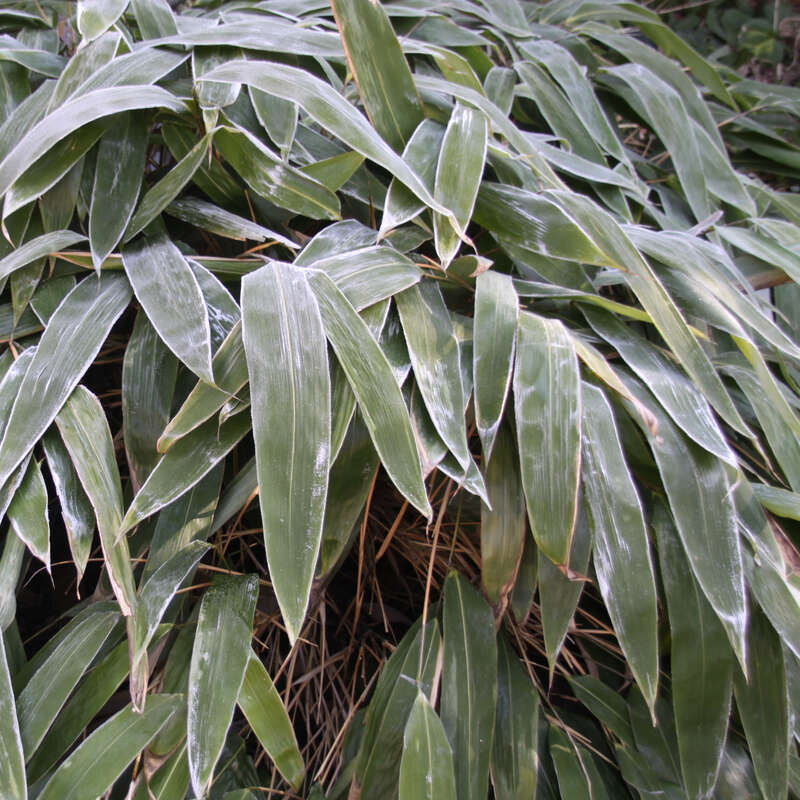 Riesenblatt-Bambus (Indocalamus tessellatus) grn kaufen | Praskac