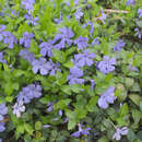 Vinca minor 'La Grave' - Immergrün
