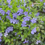 Vinca minor 'La Grave' - Immergrün