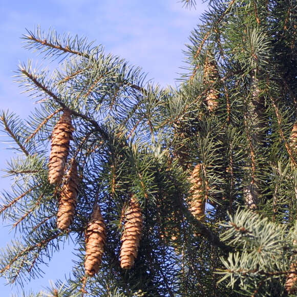 Picea breweriana: Bild 3/5 Picea breweriana: Bild 3/5