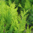 Chamaecyparis lawsoniana 'Stewartii': Bild 1/2