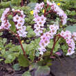 Bergenia 'Silberlicht': Bild 3/3