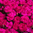 Dianthus plumarius 'Heidi': Bild 1/1