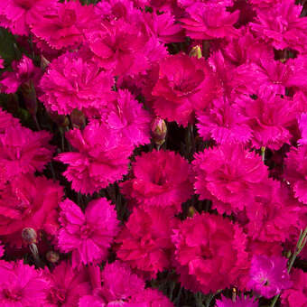 Dianthus plumarius 'Heidi'