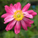 Anemone hupehensis 'Prinz Heinrich' - Herbstanemone