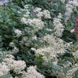Clematis recta 'Purpurea': Bild 2/2