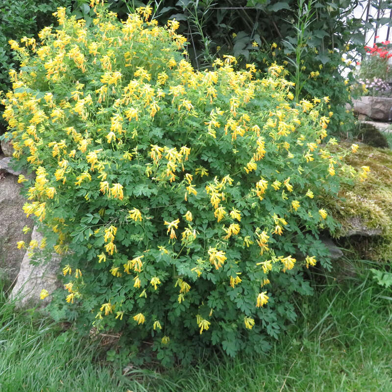 Lerchensporn - Corydalis lutea - gelb