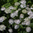 Astrantia major: Bild 4/7