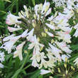 Agapanthus africanus 'Albus': Bild 2/2