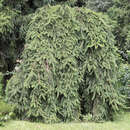 Hängefichte, Geisterfichte - Picea abies 'Inversa'