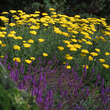 Achillea 'Coronation Gold': Bild 2/2