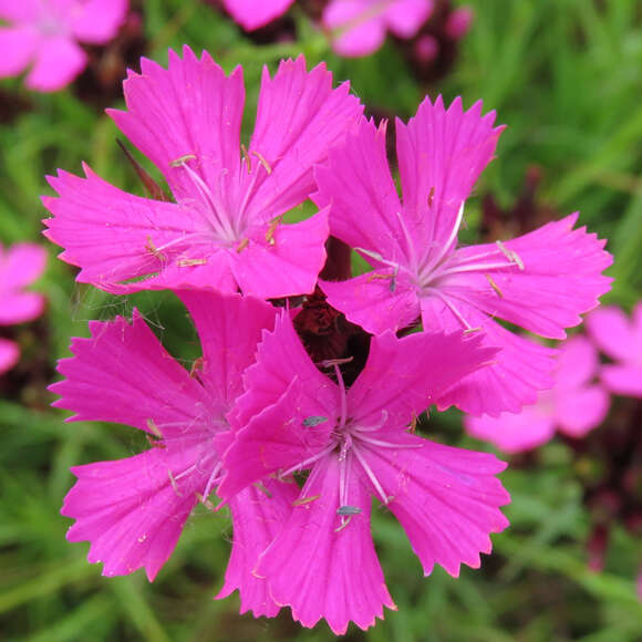Dianthus carthusianorum: Bild 3/5 Dianthus carthusianorum: Bild 3/5