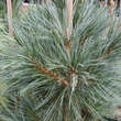 Pinus flexilis 'Vanderwolf's Pyramid': Bild 3/4
