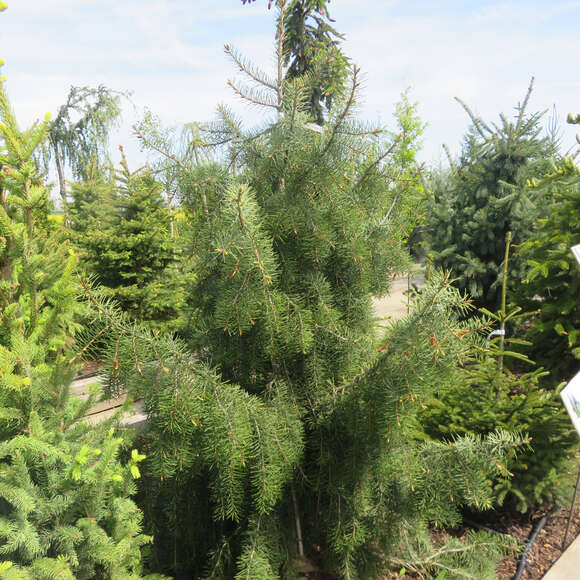 Picea breweriana: Bild 5/5 Picea breweriana: Bild 5/5