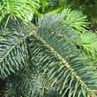 Abies magnifica 'Glauca': Bild 2/2