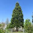 Sequoiadendron giganteum: Bild 3/7