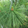 Pinus schwerinii: Bild 3/7