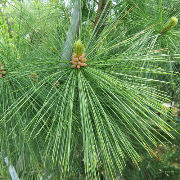 Pinus schwerinii: Bild 2/10 Pinus schwerinii: Bild 2/10