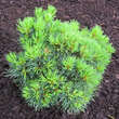 Pinus peuce 'Arnold Dwarf': Bild 3/3