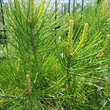 Pinus bungeana: Bild 2/2