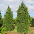 Juniperus chinensis 'Keteleeri': Bild 1/5