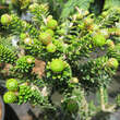 Abies koreana 'Oberon': Bild 3/3