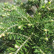 Abies koreana 'Green Carpet': Bild 2/3