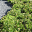 Pinus mugo pumilio: Bild 3/5