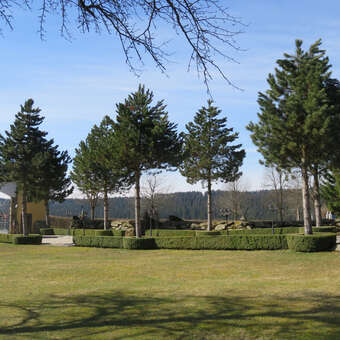 Pinus nigra austriaca: Bild 4/11