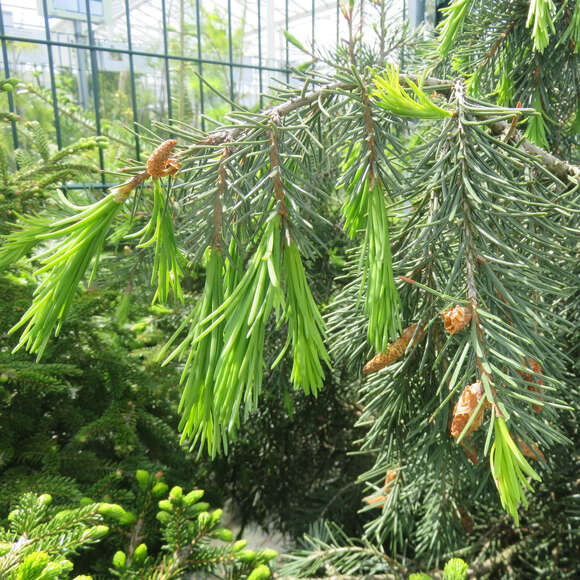 Picea breweriana: Bild 2/5 Picea breweriana: Bild 2/5