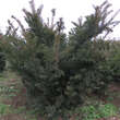 Taxus baccata 'Sieghartskirchen': Bild 4/4