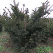 Taxus baccata 'Sieghartskirchen': Bild 4/4