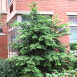 Chamaecyparis obtusa 'Gracilis': Bild 2/3