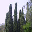 Cupressus sempervirens: Bild 3/3