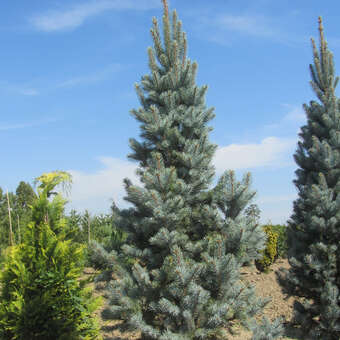 Picea pungens 'Iseli Fastigiate'