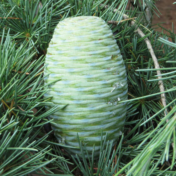 Cedrus libani 'Glauca': Bild 3/13 Cedrus libani 'Glauca': Bild 3/13