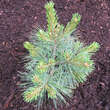 Pinus strobus 'Blue Shag': Bild 3/3