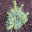 Pinus strobus 'Blue Shag': Bild 3/3