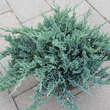 Juniperus horizontalis 'Blue Chip': Bild 4/5